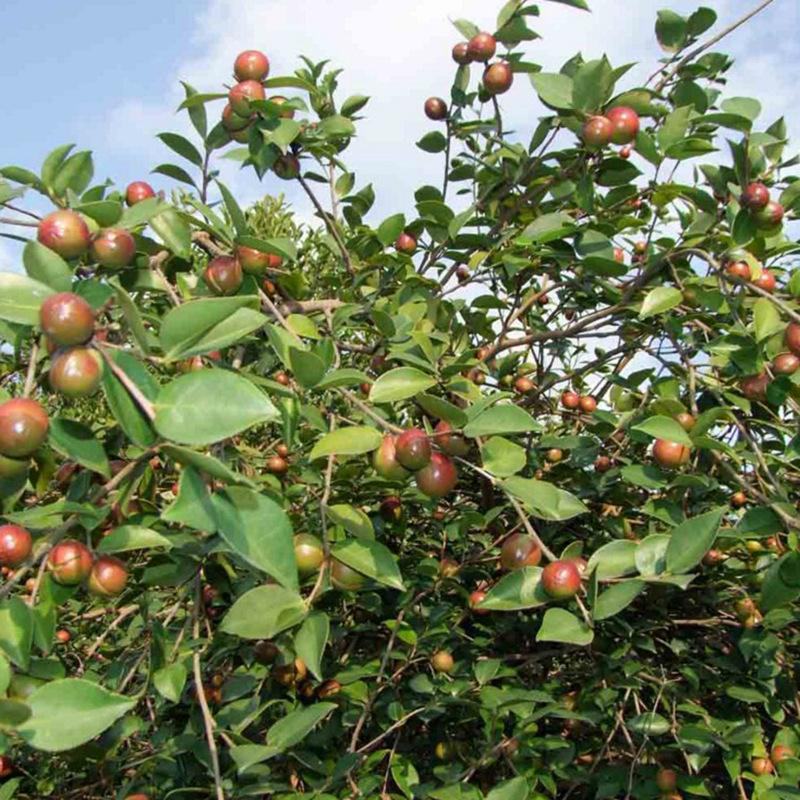 油茶种子山茶籽新种子新果实油茶籽自榨茶树籽油茶子