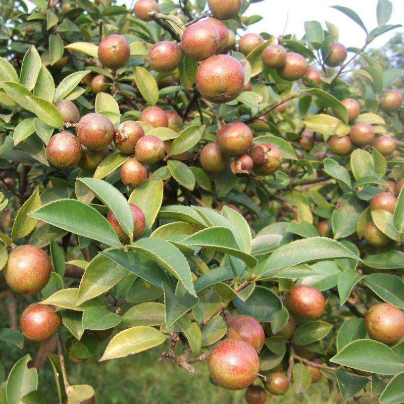 油茶种子山茶籽新种子新果实油茶籽自榨茶树籽油茶子