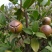 油茶种子山茶籽新种子新果实油茶籽自榨茶树籽油茶子