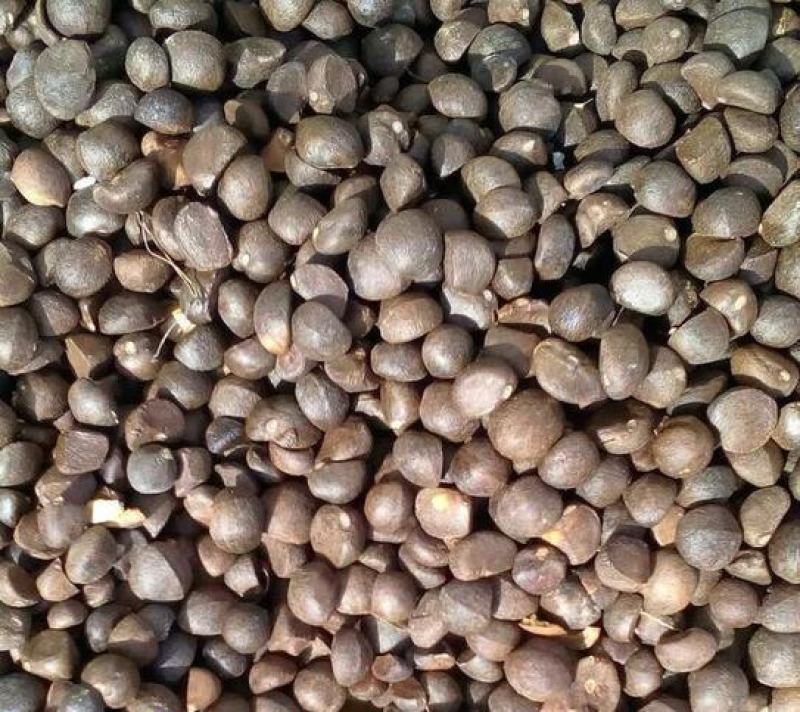 油茶种子山茶籽新种子新果实油茶籽自榨茶树籽油茶子