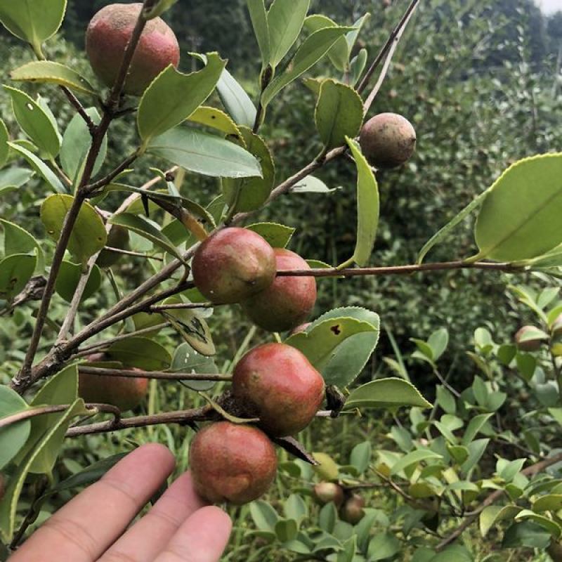 油茶种子山茶籽新种子新果实油茶籽自榨茶树籽油茶子