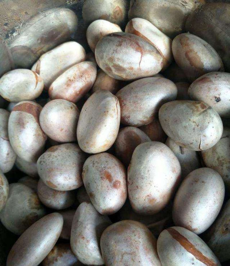菠萝蜜核仁菠萝蜜籽仁核菠萝蜜果核仁籽新鲜大树菠萝蜜核籽仁