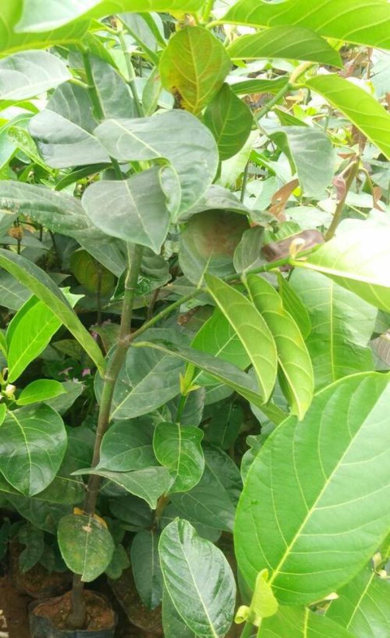 菠萝蜜核仁菠萝蜜籽仁核菠萝蜜果核仁籽新鲜大树菠萝蜜核籽仁