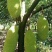 菠萝蜜核仁菠萝蜜籽仁核菠萝蜜果核仁籽新鲜大树菠萝蜜核籽仁