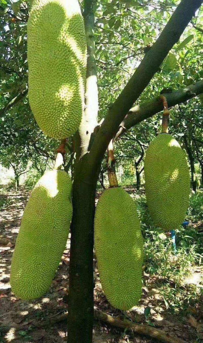 菠萝蜜核仁菠萝蜜籽仁核菠萝蜜果核仁籽新鲜大树菠萝蜜核籽仁