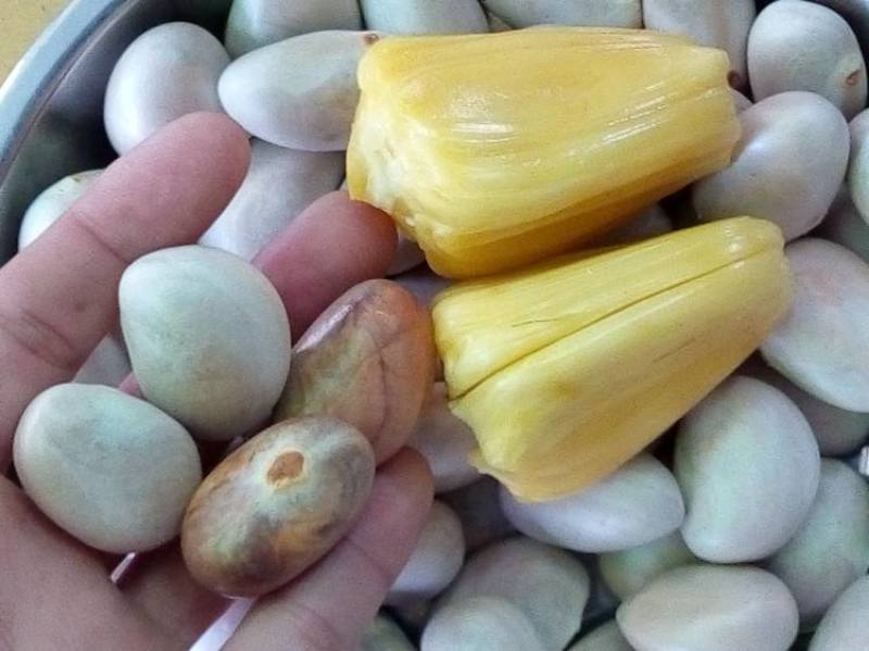 菠萝蜜核仁菠萝蜜籽仁核菠萝蜜果核仁籽新鲜大树菠萝蜜核籽仁
