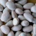 菠萝蜜核仁菠萝蜜籽仁核菠萝蜜果核仁籽新鲜大树菠萝蜜核籽仁
