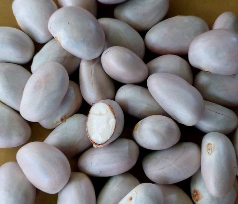菠萝蜜核仁菠萝蜜籽仁核菠萝蜜果核仁籽新鲜大树菠萝蜜核籽仁