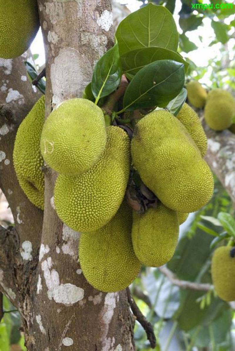 菠萝蜜核仁菠萝蜜籽仁核菠萝蜜果核仁籽新鲜大树菠萝蜜核籽仁
