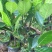 菠萝蜜核仁菠萝蜜籽仁核菠萝蜜果核仁籽新鲜大树菠萝蜜核籽仁