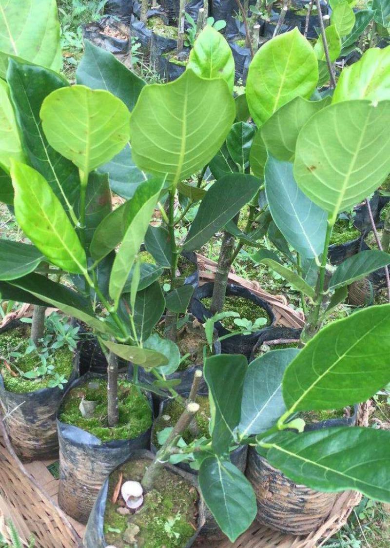 菠萝蜜核仁菠萝蜜籽仁核菠萝蜜果核仁籽新鲜大树菠萝蜜核籽仁