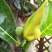菠萝蜜核仁菠萝蜜籽仁核菠萝蜜果核仁籽新鲜大树菠萝蜜核籽仁