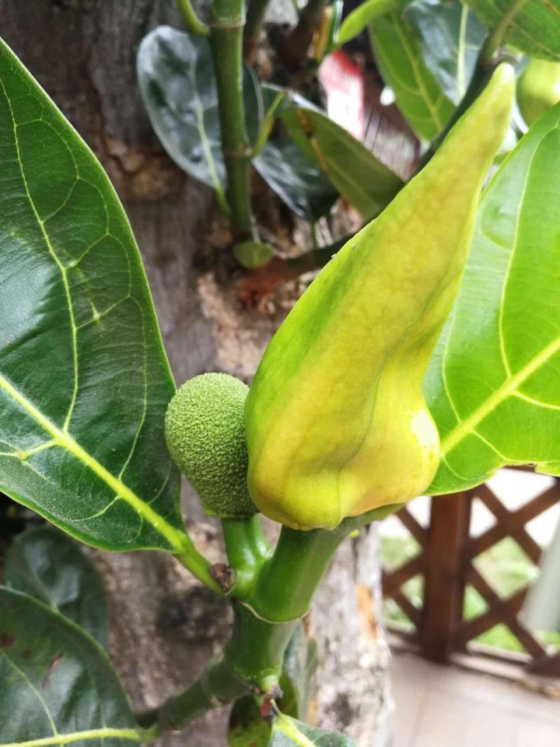 菠萝蜜核仁菠萝蜜籽仁核菠萝蜜果核仁籽新鲜大树菠萝蜜核籽仁