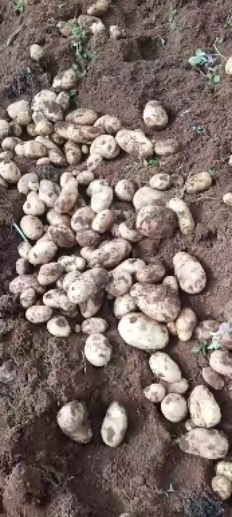 云南蒙自红土毛芋头，口感好，个头大，大量批发