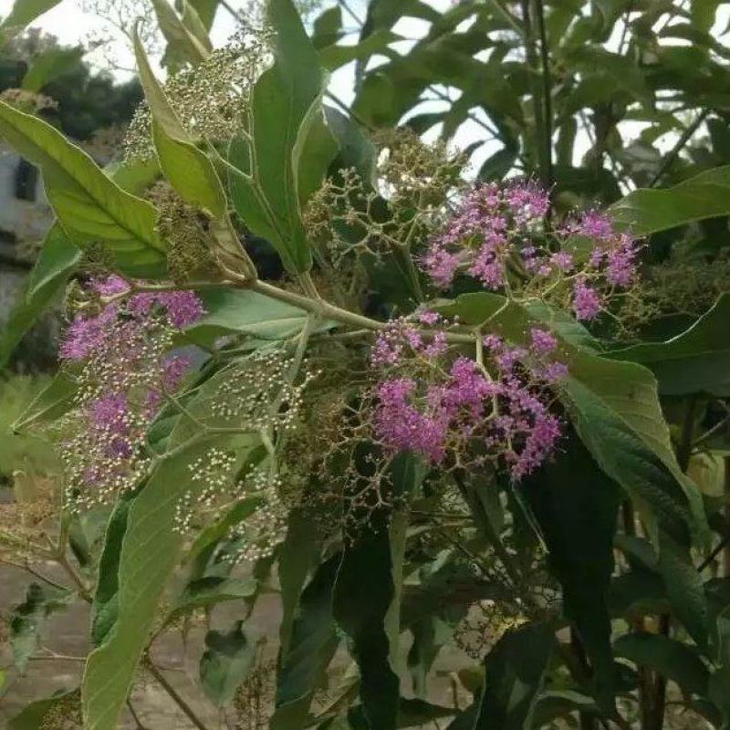长期供应裸花紫珠