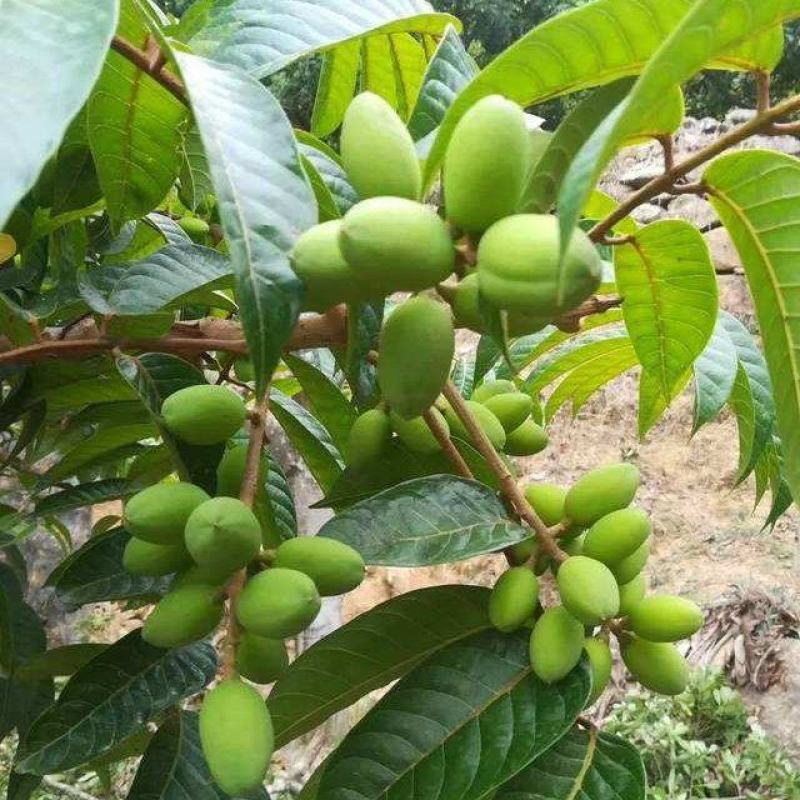 新采橄榄种子油橄榄种子齐墩果橄榄水果种子谏果