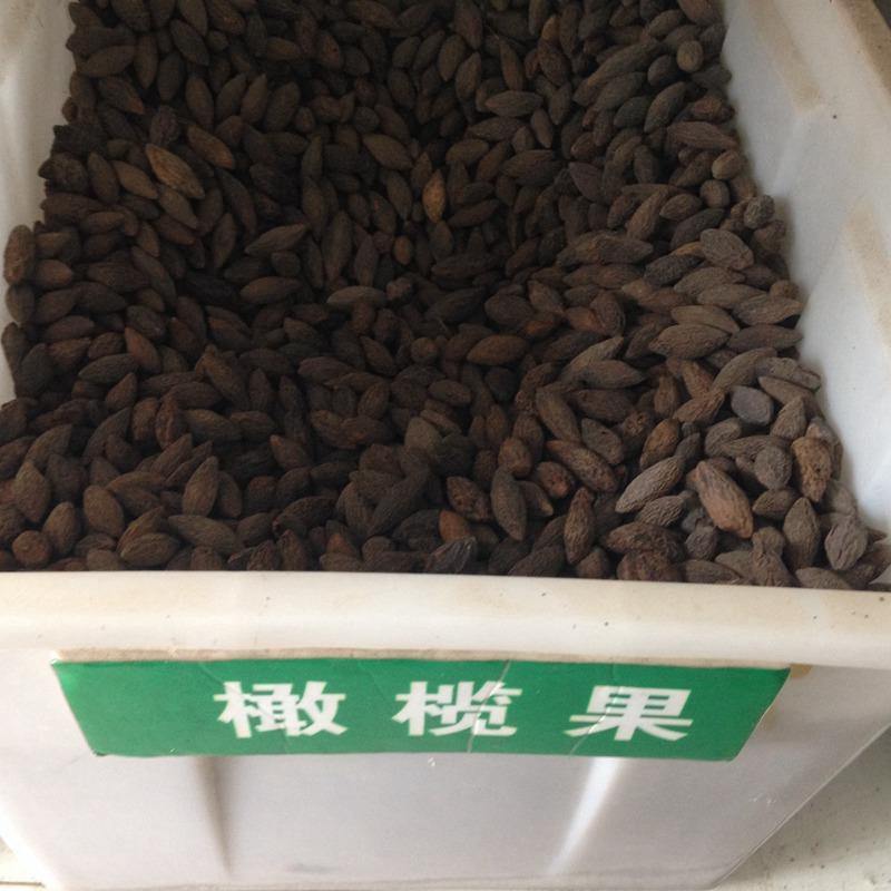 新采橄榄种子油橄榄种子齐墩果橄榄水果种子谏果