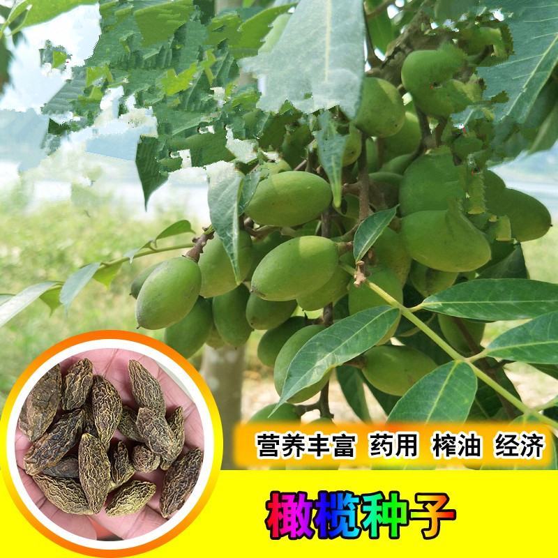 新采橄榄种子油橄榄种子齐墩果橄榄水果种子谏果