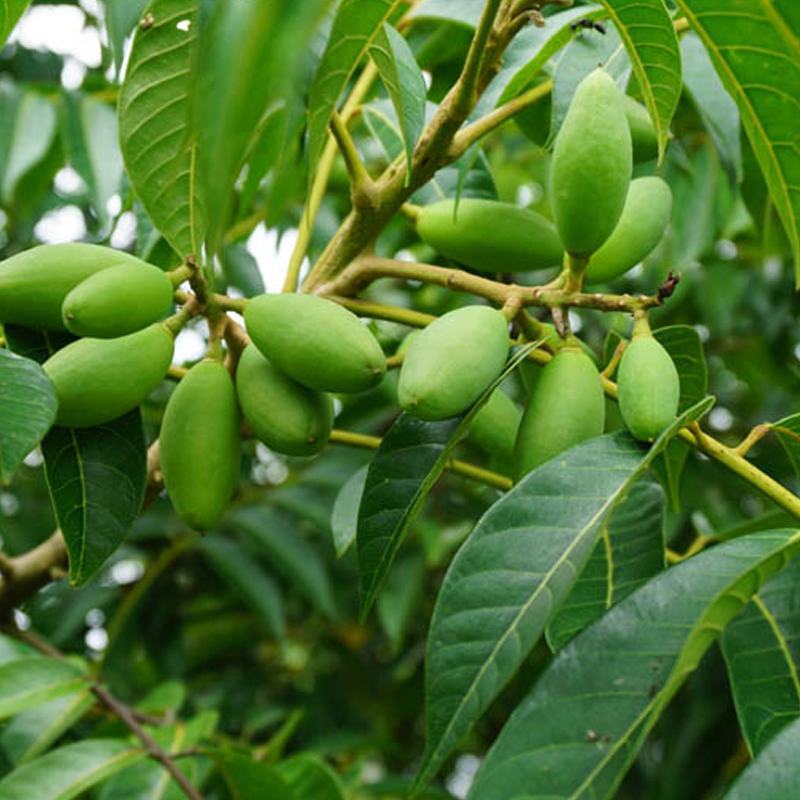 新采橄榄种子油橄榄种子齐墩果橄榄水果种子谏果