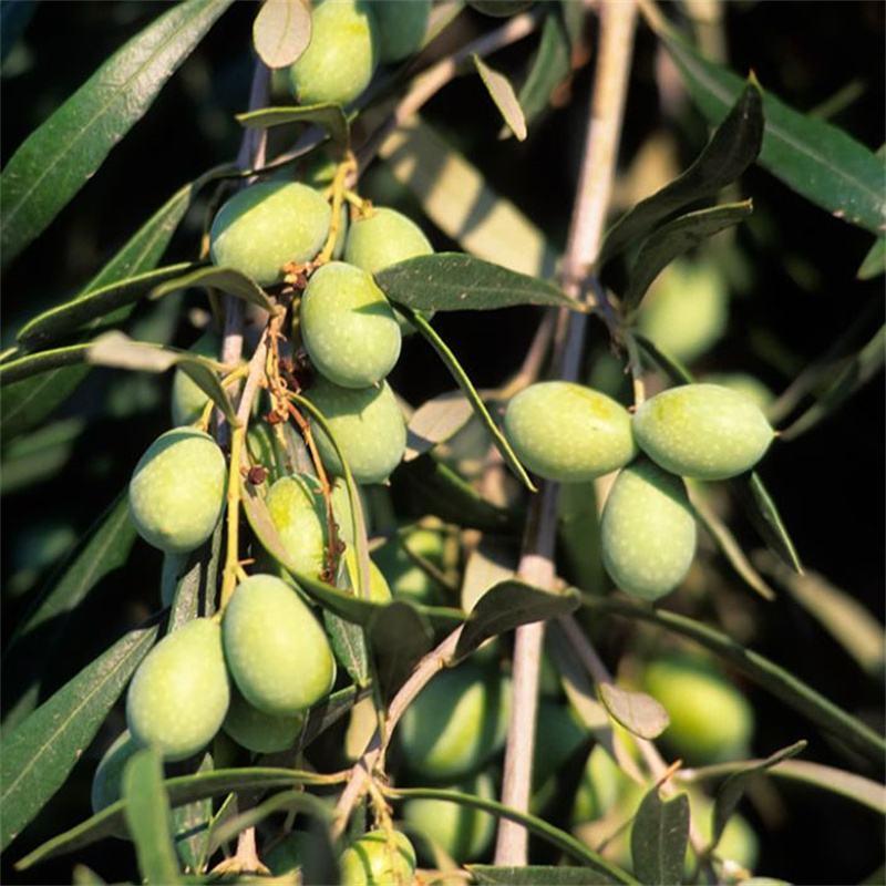 新采橄榄种子油橄榄种子齐墩果橄榄水果种子谏果