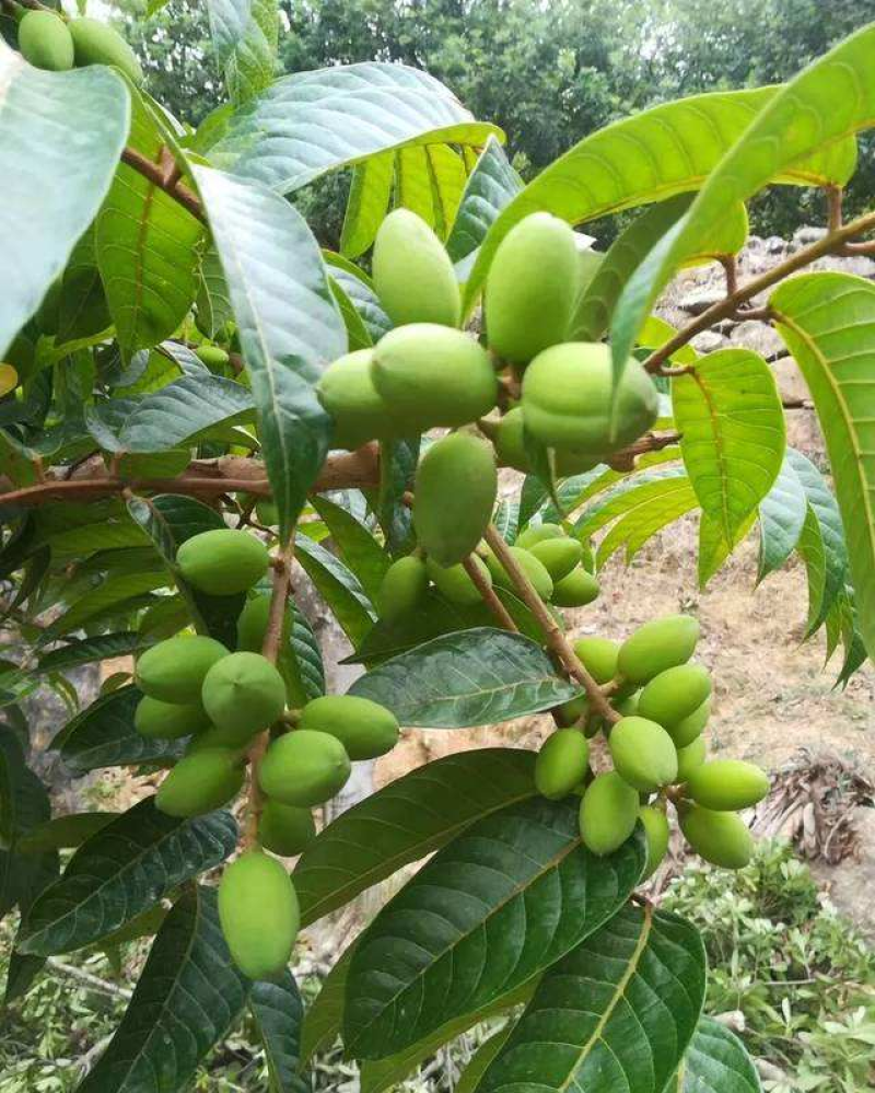 新采橄榄种子油橄榄种子齐墩果橄榄水果种子谏果