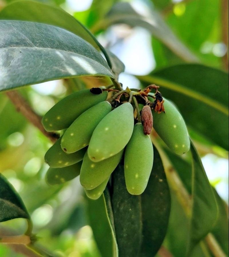 新采橄榄种子油橄榄种子齐墩果橄榄水果种子谏果