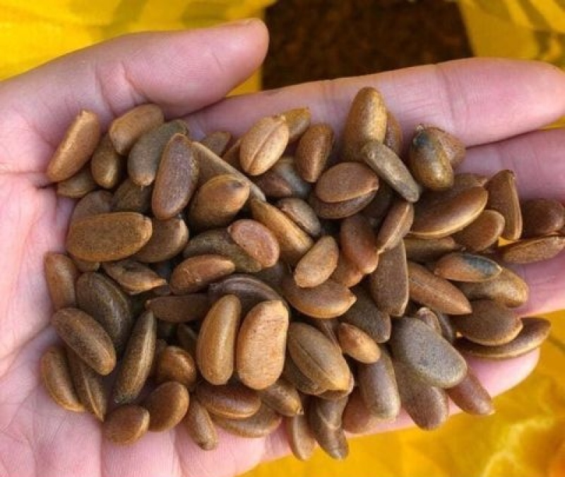 新采金弹子种子鸡血红老鸦柿种子乌柿葫芦果灯泡型高档盆景树