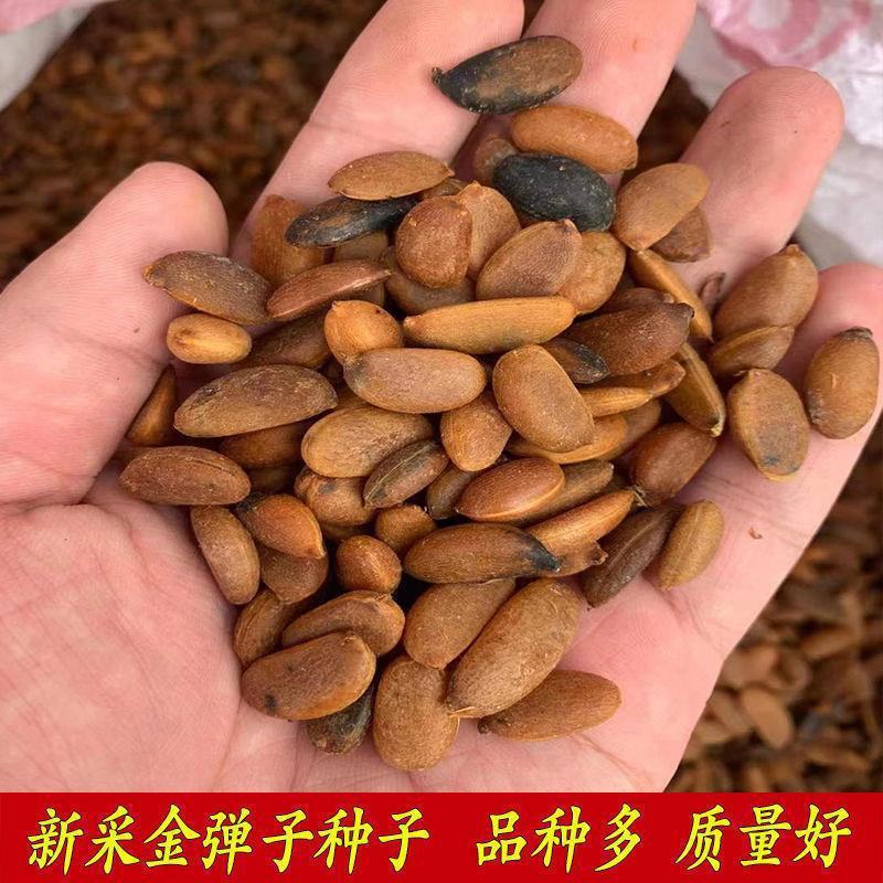 新采金弹子种子鸡血红老鸦柿种子乌柿葫芦果灯泡型高档盆景树