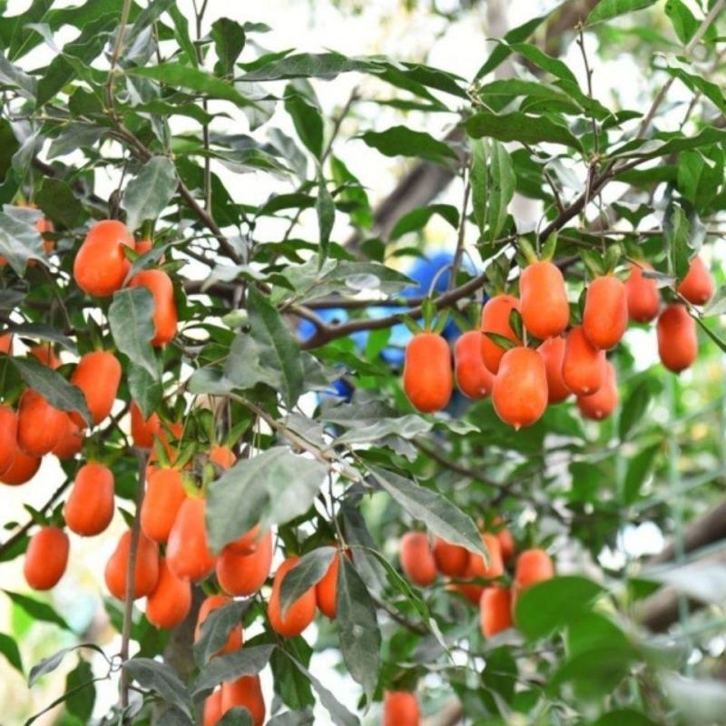 新采金弹子种子鸡血红老鸦柿种子乌柿葫芦果灯泡型高档盆景树