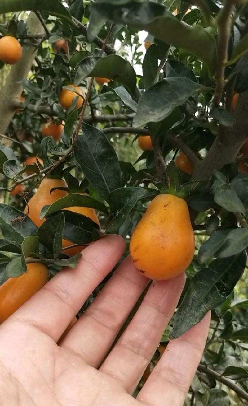 新采金弹子种子鸡血红老鸦柿种子乌柿葫芦果灯泡型高档盆景树