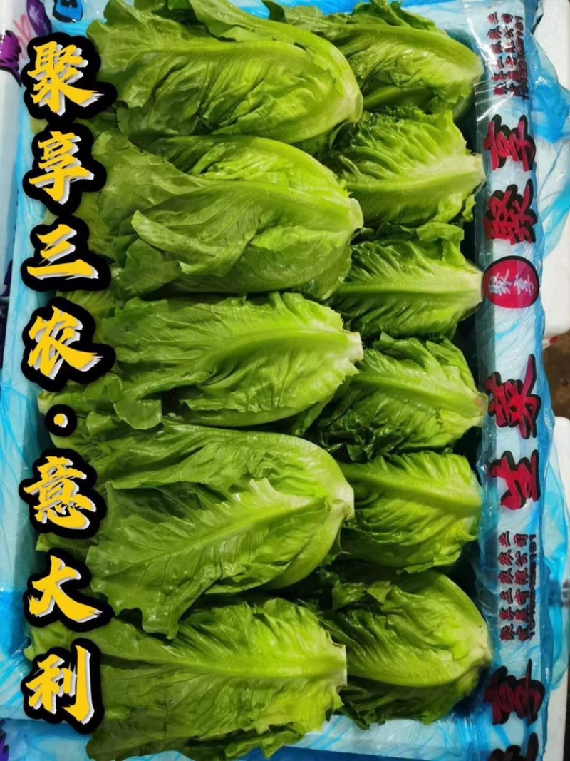 【实力】生菜散叶生菜江苏生菜产地一手货源量大价优