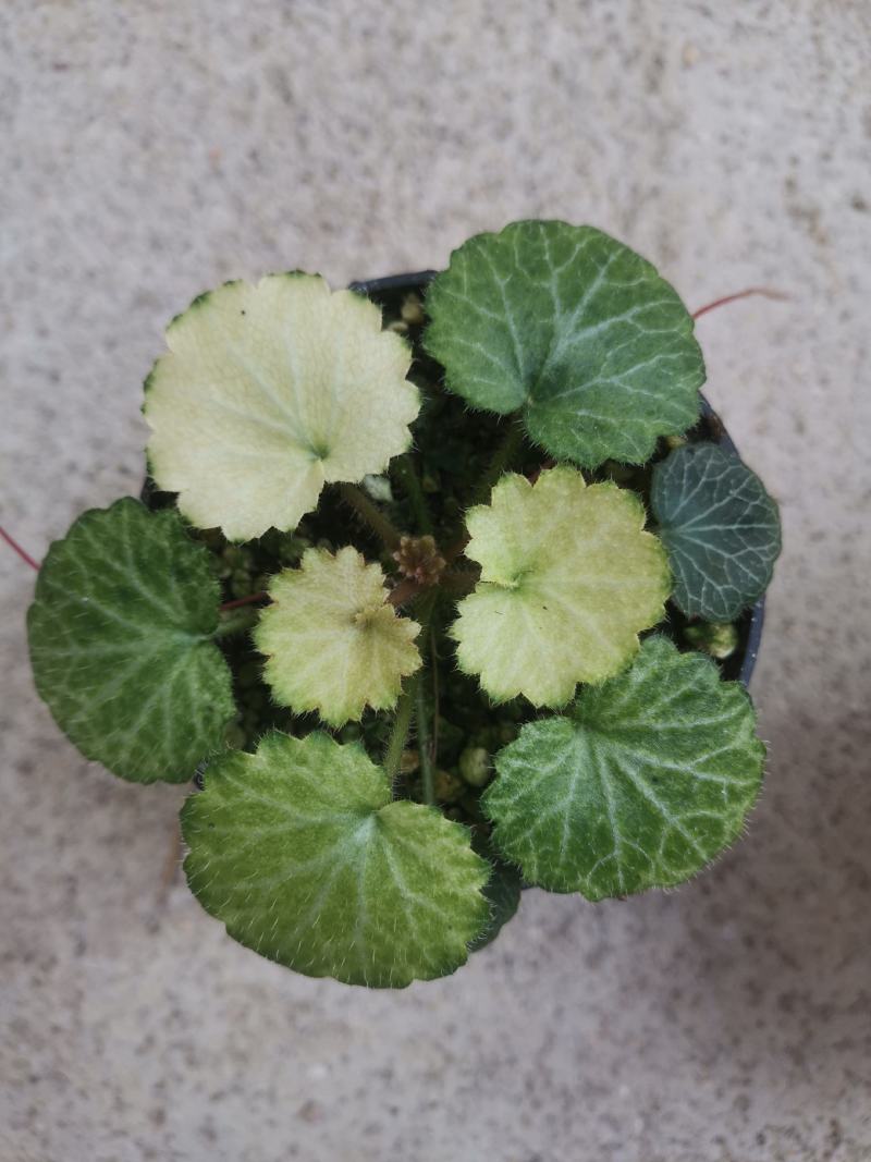 虎耳七变化盆栽绿植桌面阳台办公室微型盆景