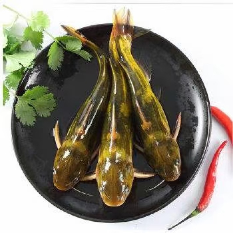 各种鱼苗齐全。成品齐全欢迎老板们合作量大从优欢迎各位老板