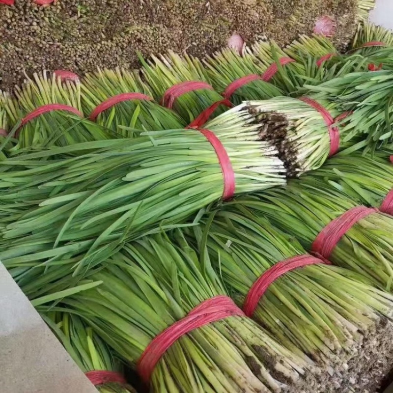 河北乐亭头刀韭菜大量上市！真是报价！实地看货！