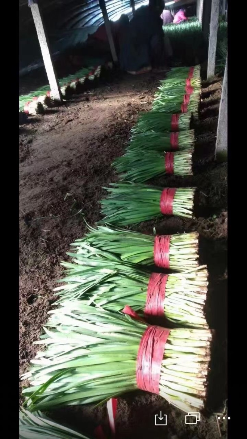 河北乐亭头刀韭菜大量上市！真是报价！实地看货！