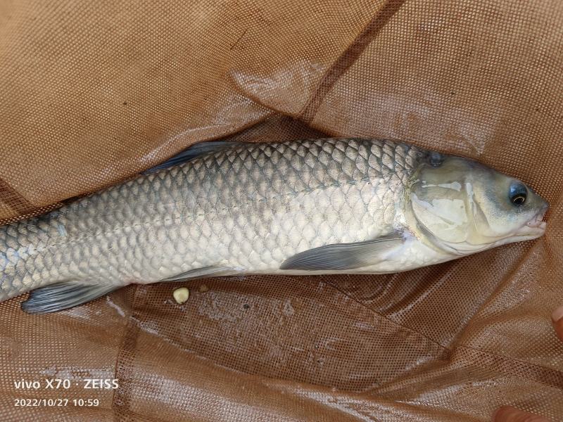 出售，各种，鱼苗，和成品鱼，草鱼，青鱼，鲫鱼，鲤鱼，桂鱼