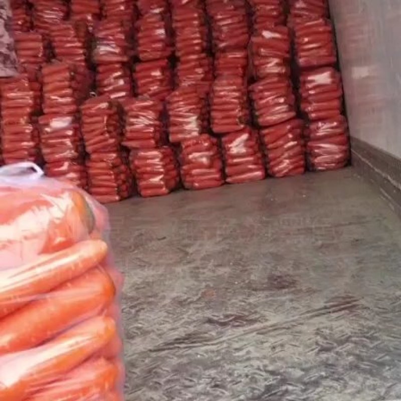 东台胡罗卜大量上市