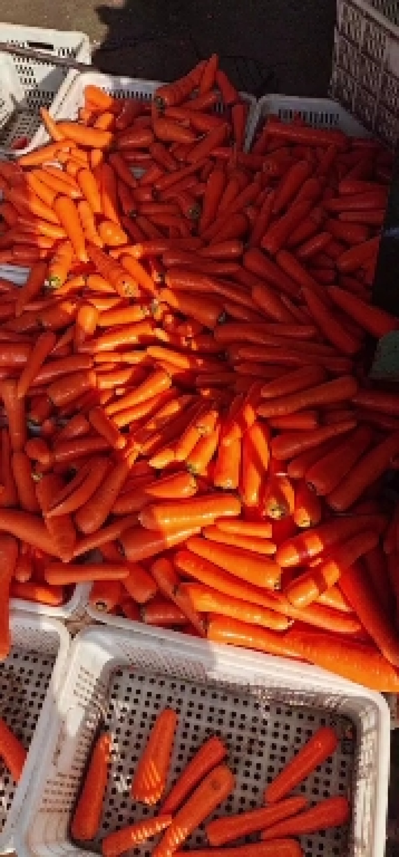 东台胡罗卜大量上市