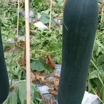 冬瓜，专业种植个头大条形好专业代办14年承接电商批发商