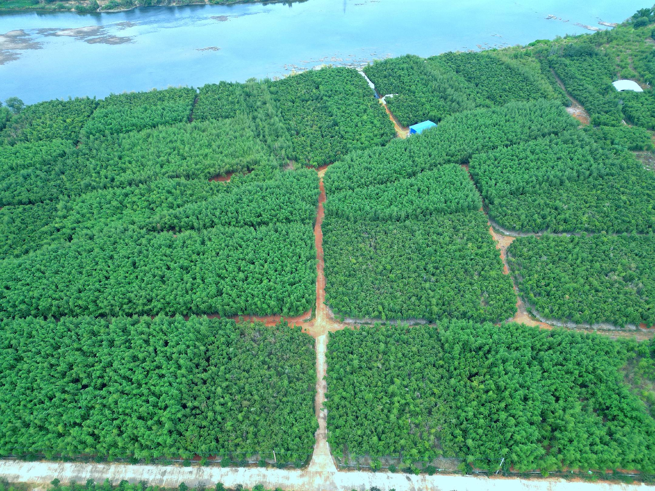 雷笋种植基地实景图