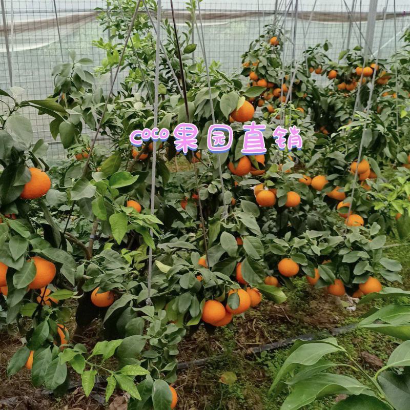 橘生山海间，味道自然甜，象山“红美人”橘中皇后
