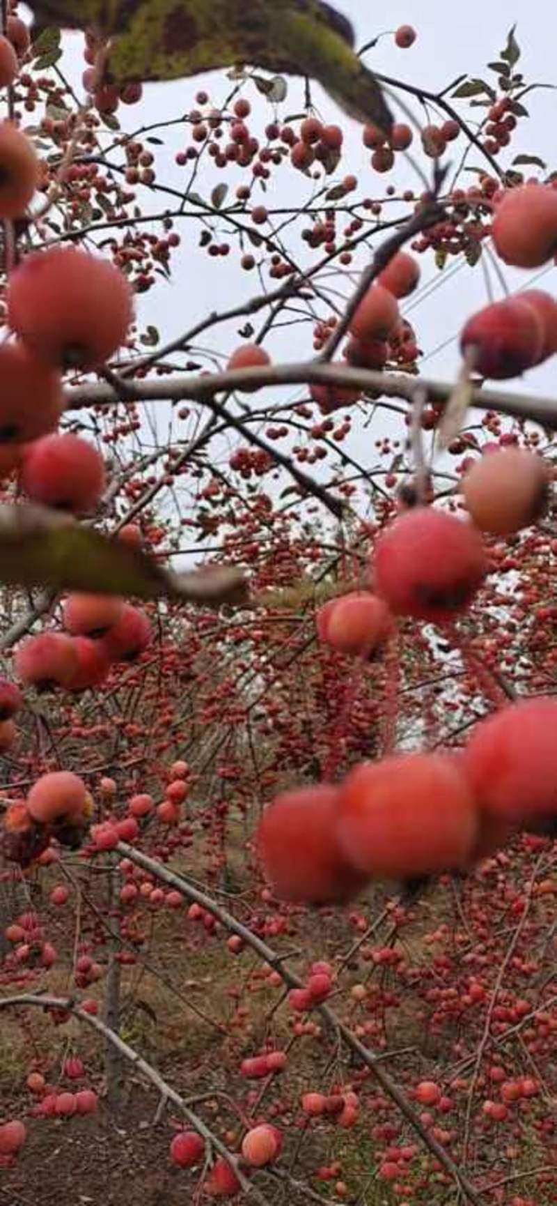 出售红色绿色各种带果枝条，长寿果海棠开心果海棠，亚当海棠