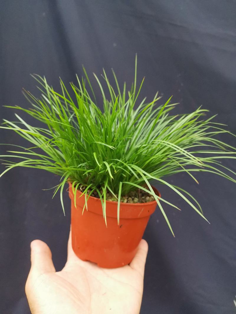 虎须菖蒲桌面阳台办公室微型盆景绿植小盆栽