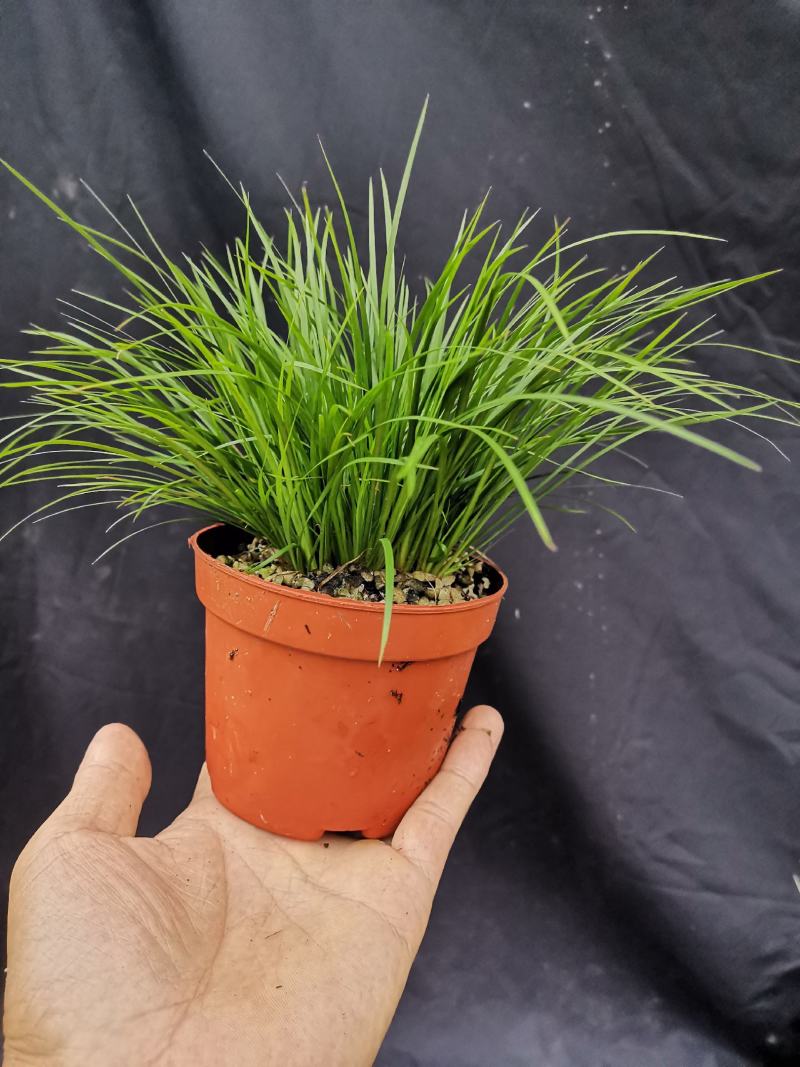 虎须菖蒲桌面阳台办公室微型盆景绿植小盆栽