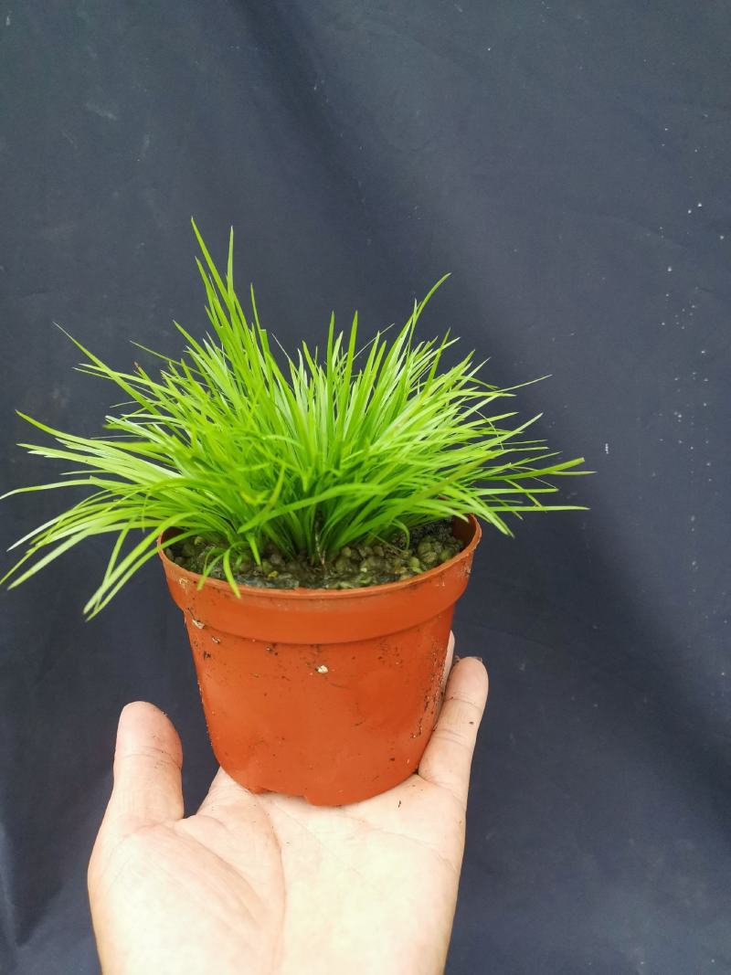 虎须菖蒲桌面阳台办公室微型盆景绿植小盆栽