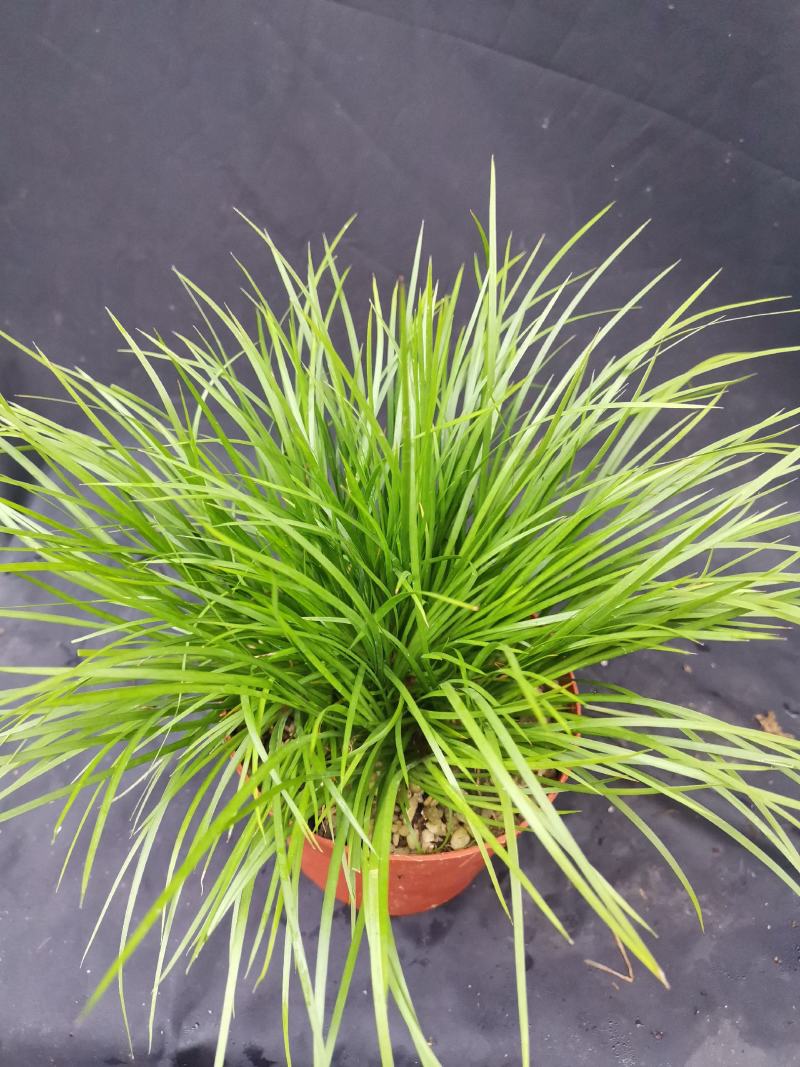 虎须菖蒲桌面阳台办公室微型盆景绿植小盆栽