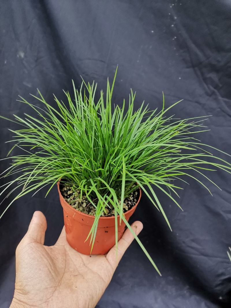 虎须菖蒲桌面阳台办公室微型盆景绿植小盆栽