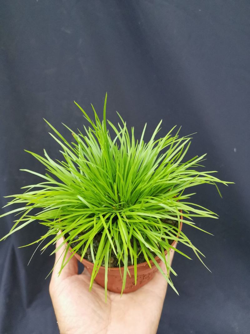 虎须菖蒲桌面阳台办公室微型盆景绿植小盆栽