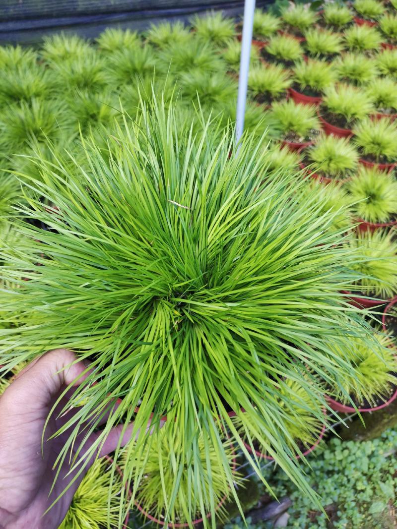 虎须菖蒲桌面阳台办公室微型盆景绿植小盆栽