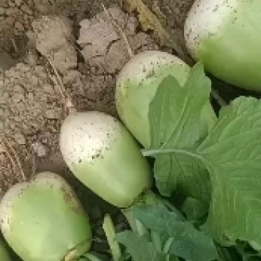 基地种植，面积大货源充足，杂交品种，色泽鲜艳，个头均匀